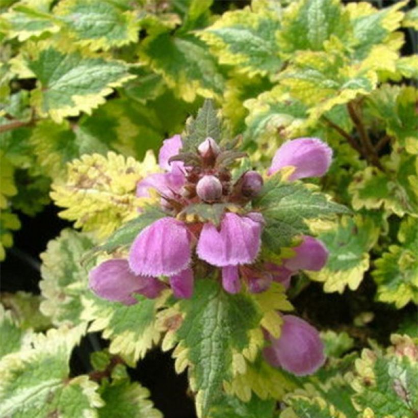 Lamium maculatum Golden Anniversary - Spotted Deadnettle (Foliage)