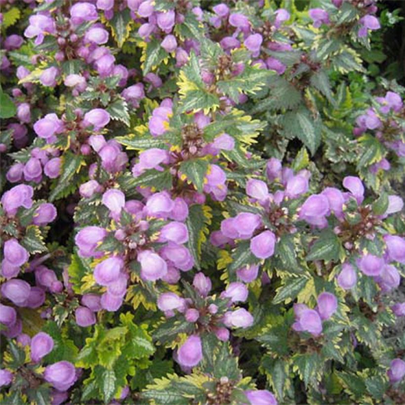 Lamium maculatum Golden Anniversary - Spotted Deadnettle (Flowering)