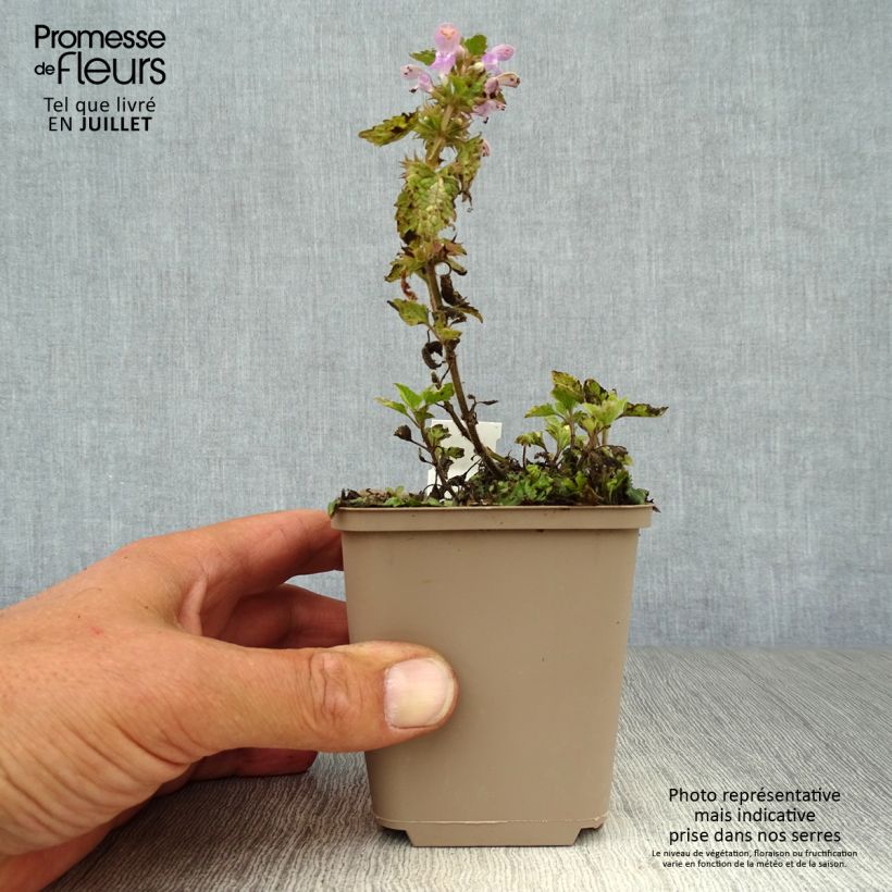 Lamium maculatum Anne Greenaway - Spotted Deadnettle 8/9 cm pot sample as delivered in summer