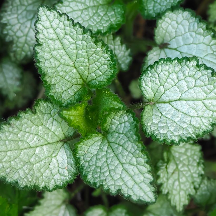 Lamium maculatum Beacon Silver - Spotted Deadnettle (Foliage)