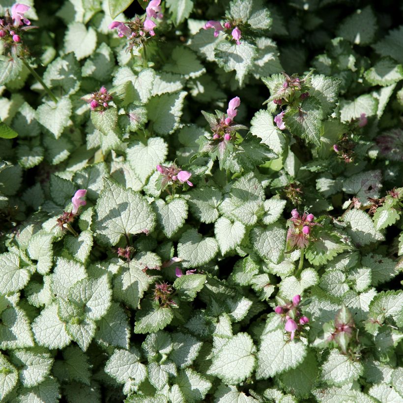 Lamium maculatum Beacon Silver - Spotted Deadnettle (Plant habit)