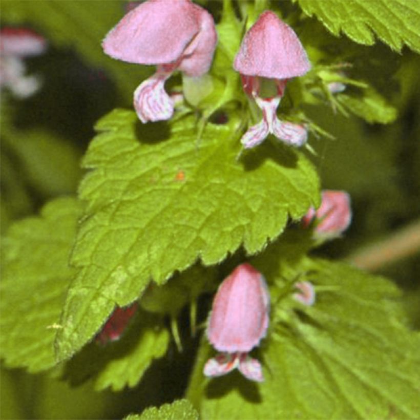 Lamium maculatum Cannons Gold - Spotted Deadnettle (Foliage)