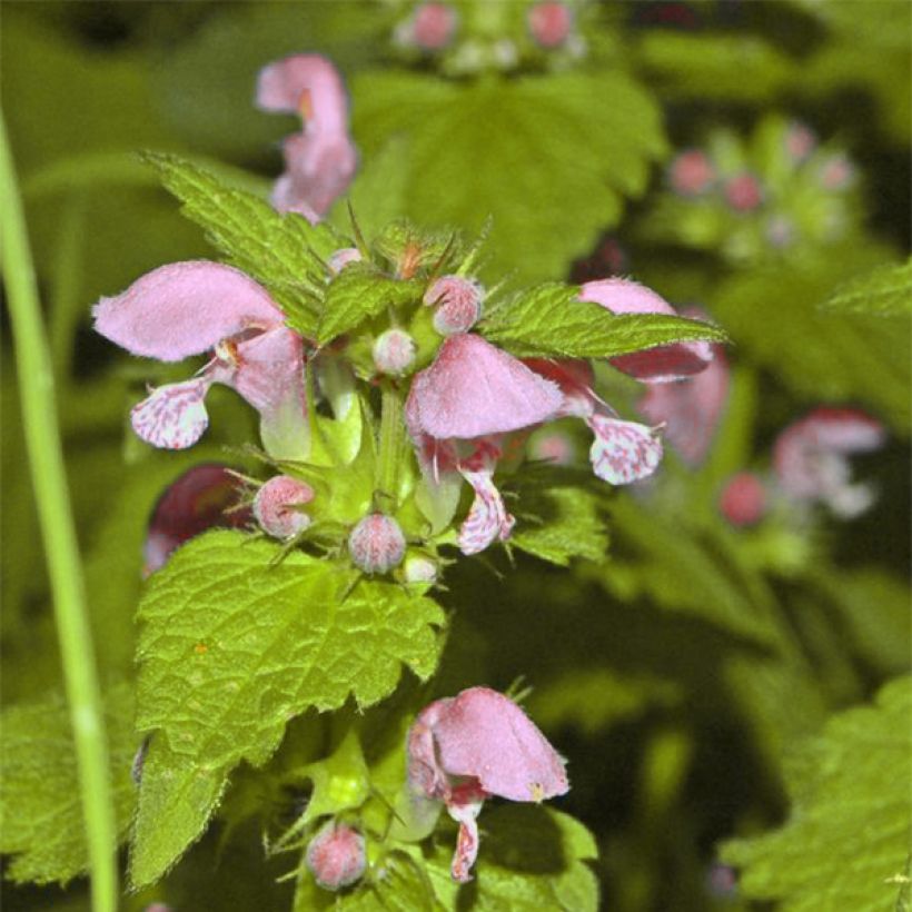 Lamium maculatum Cannons Gold - Spotted Deadnettle (Flowering)