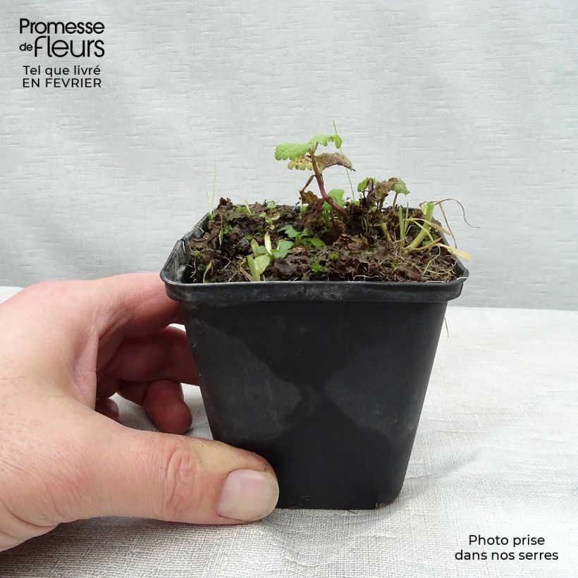 Lamium maculatum Cannons Gold - Spotted Deadnettle 8/9 cm pot sample as delivered in winter