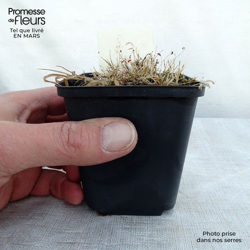 Lamium maculatum Golden Nuggets - Spotted Deadnettle 8/9 cm pot sample as delivered in spring