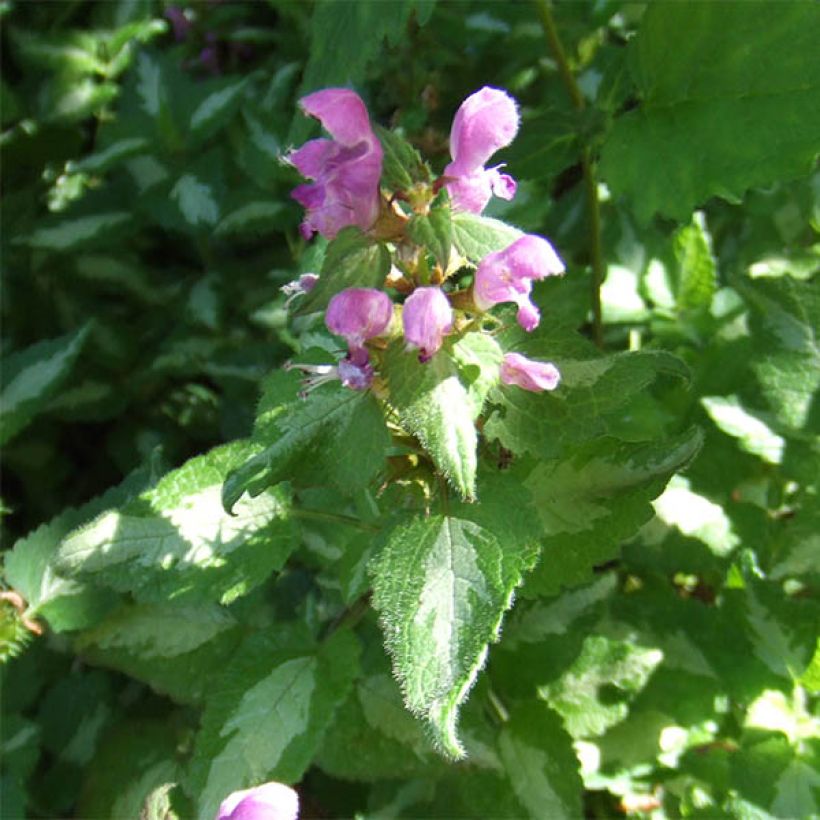 Lamium maculatum Pink Pewter - Spotted Deadnettle (Flowering)