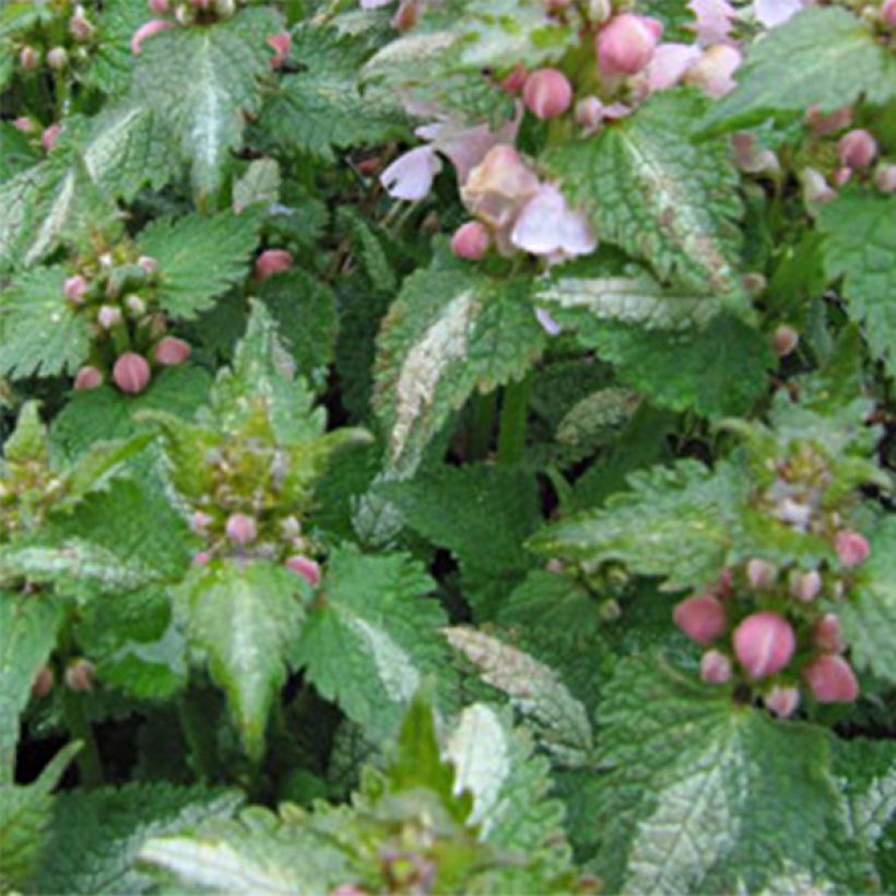 Lamium maculatum Purple Dragon - Spotted Deadnettle (Foliage)