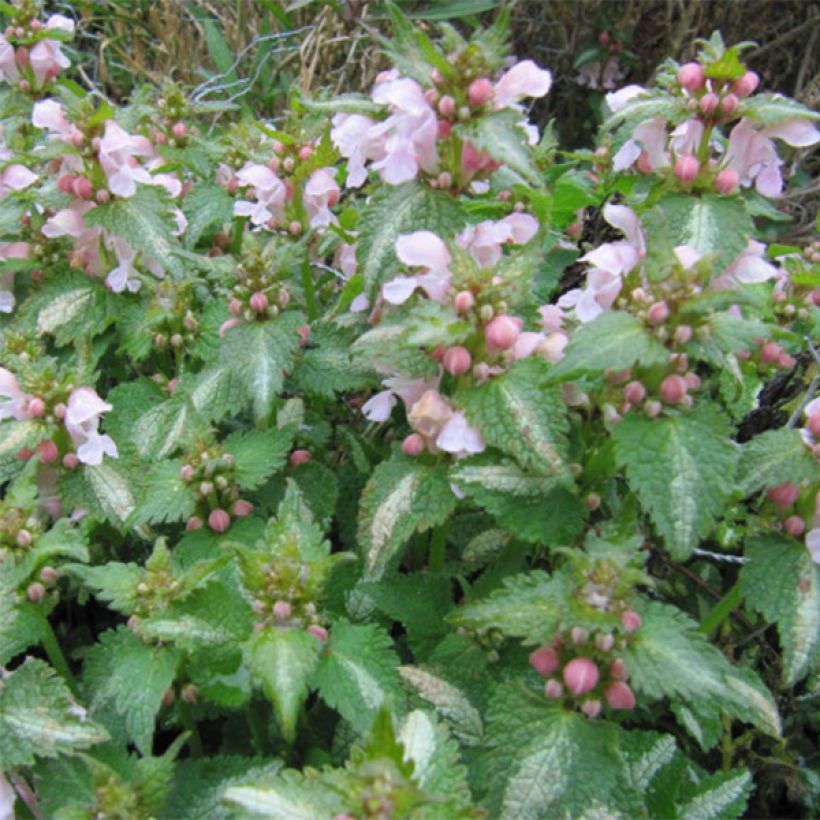 Lamium maculatum Purple Dragon - Spotted Deadnettle (Flowering)