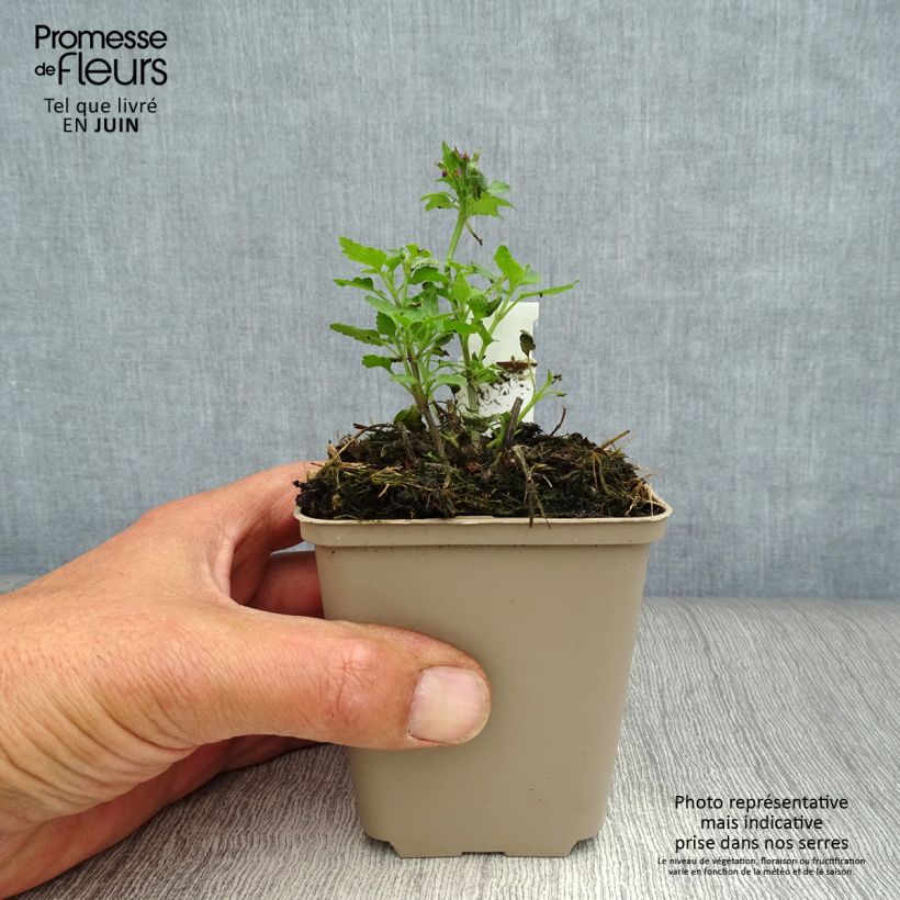 Lamium maculatum Purple Dragon - Spotted Deadnettle 8/9 cm pot sample as delivered in summer