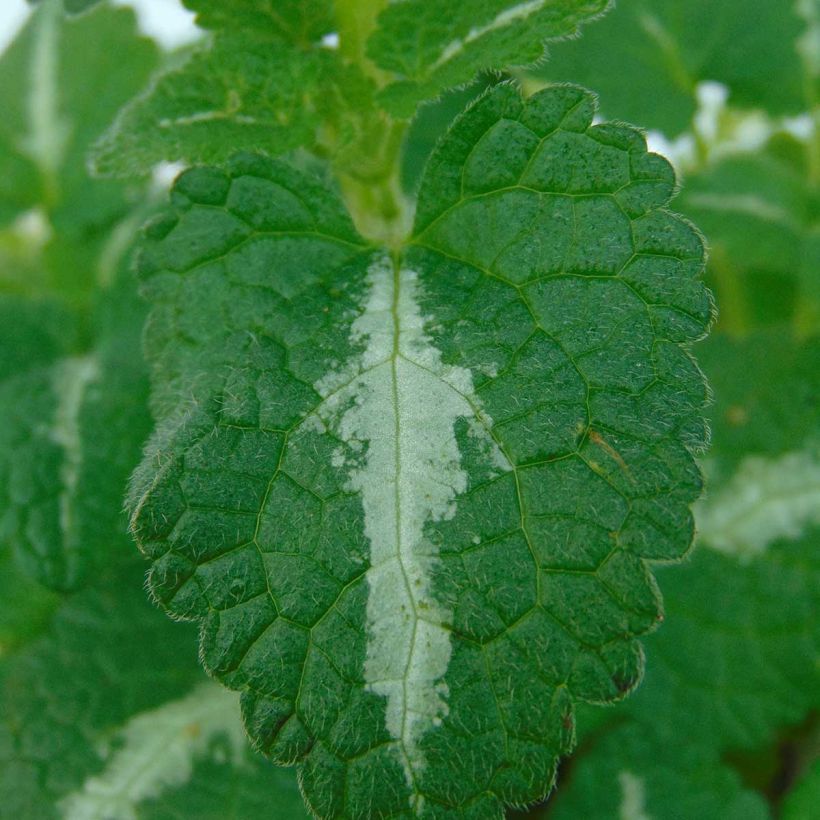 Lamium maculatum Roseum - Spotted Deadnettle (Foliage)