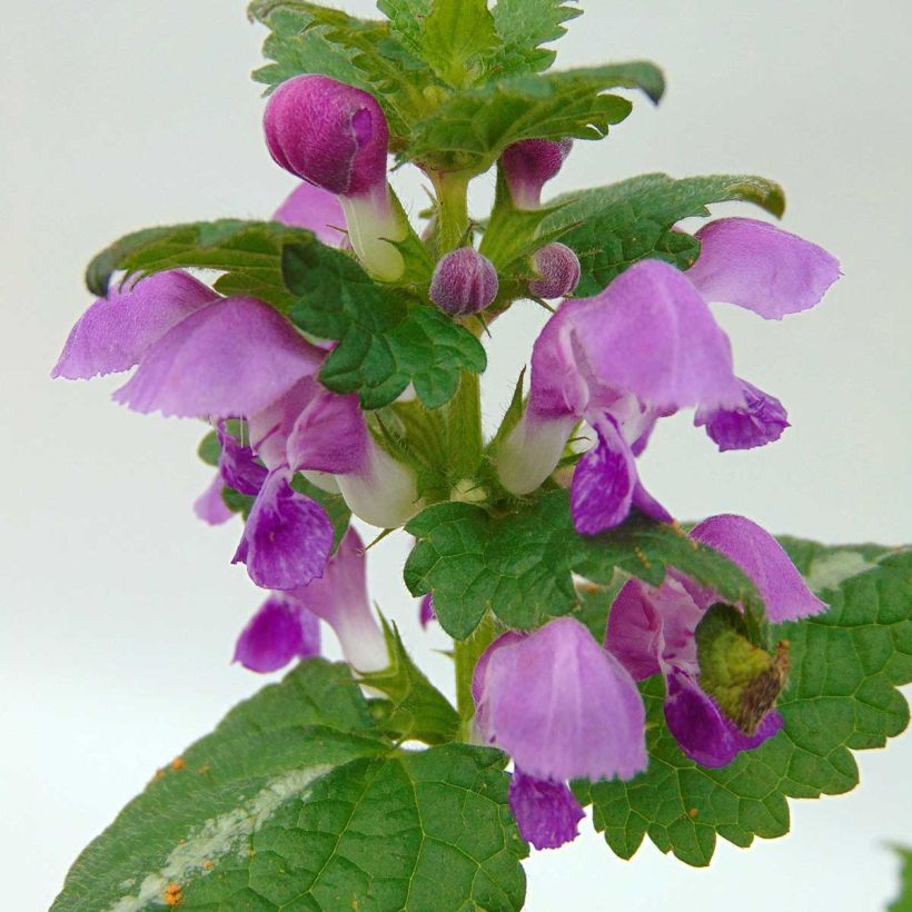 Lamium maculatum Roseum - Spotted Deadnettle (Flowering)