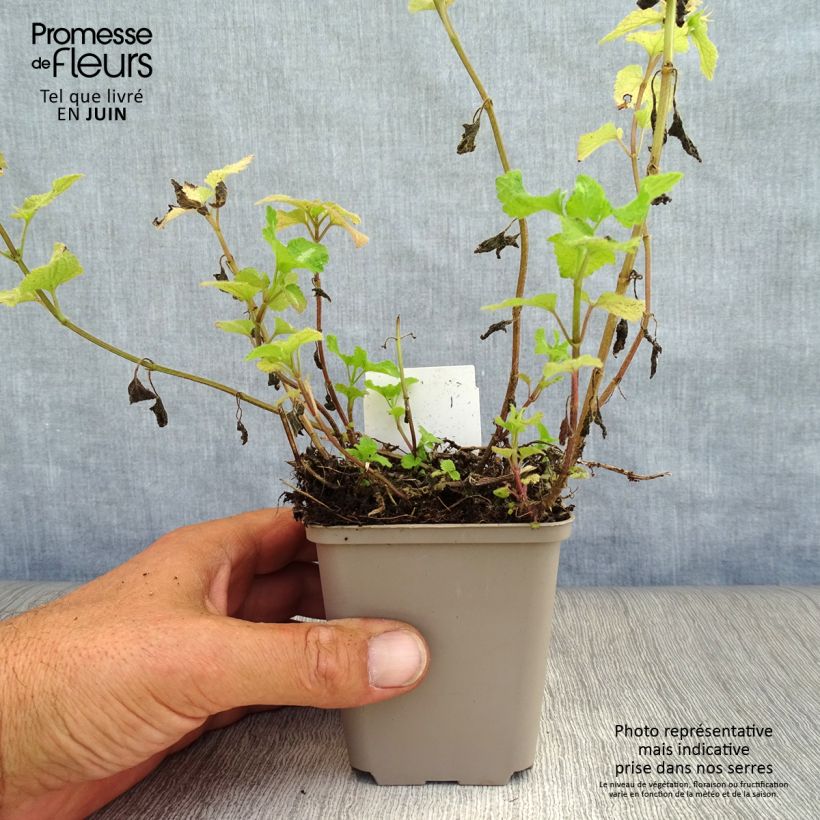 Lamium maculatum Roseum - Spotted Deadnettle 8/9 cm pot sample as delivered in summer