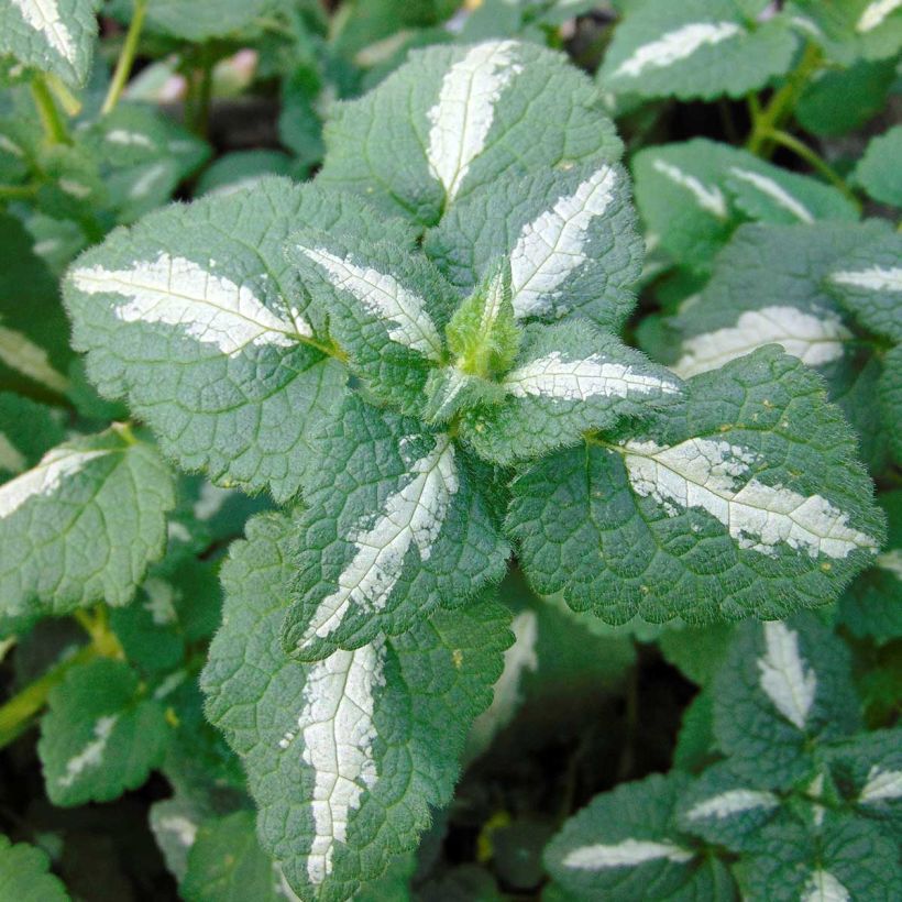 Lamium maculatum Shell Pink - Spotted Deadnettle (Foliage)