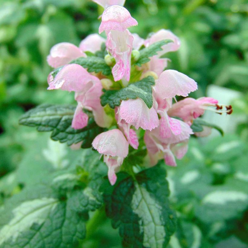 Lamium maculatum Shell Pink - Spotted Deadnettle (Flowering)