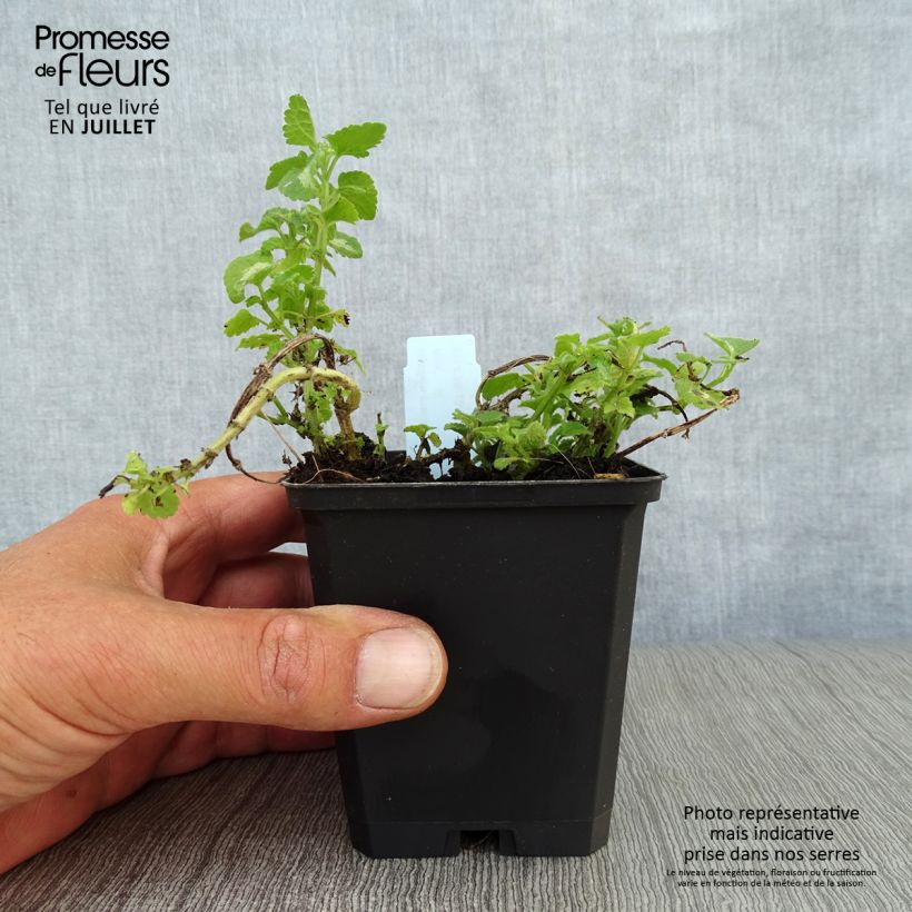 Lamium maculatum Shell Pink - Spotted Deadnettle 8/9 cm pot sample as delivered in summer