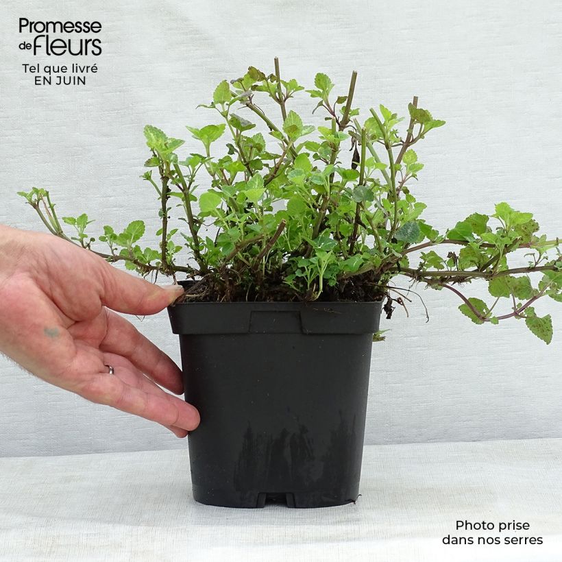 Lamium maculatum Shell Pink - Spotted Deadnettle 2L/3L pot sample as delivered in summer
