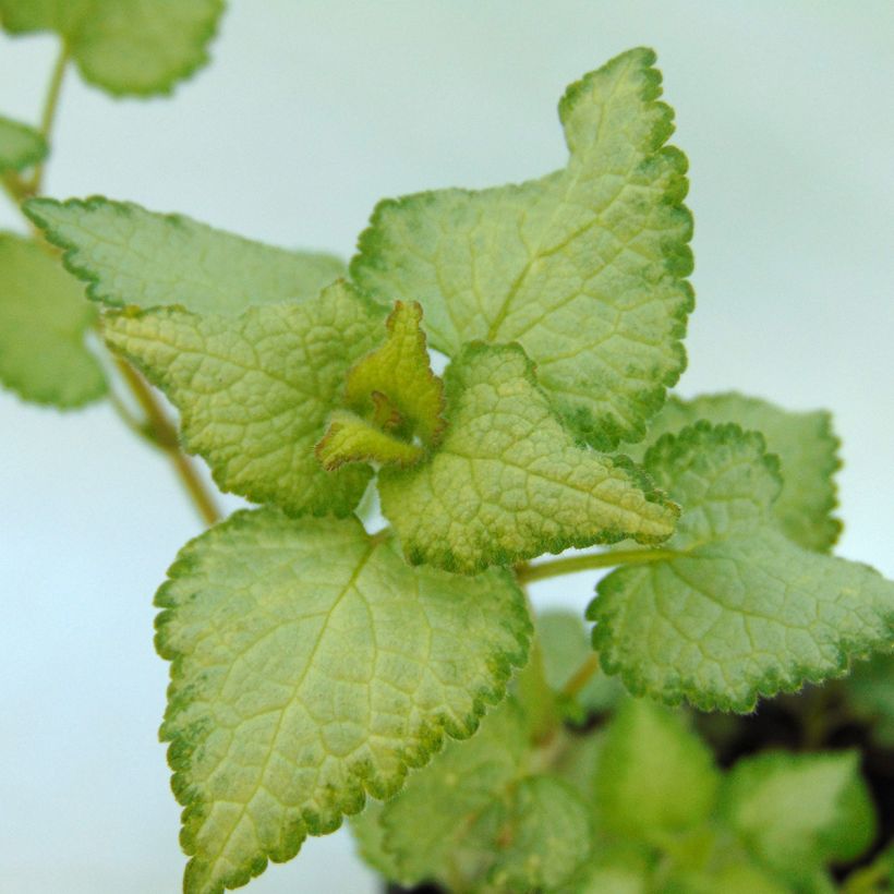 Lamium maculatum Silver Sterling - Spotted Deadnettle (Foliage)
