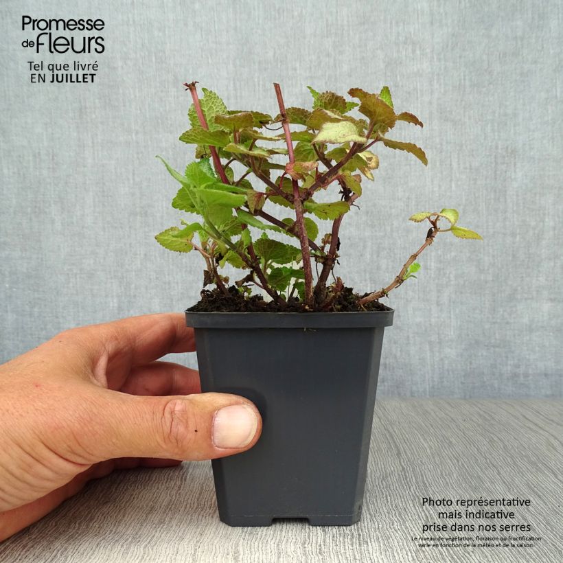 Lamium maculatum Silver Sterling - Spotted Deadnettle 8/9 cm pot sample as delivered in summer