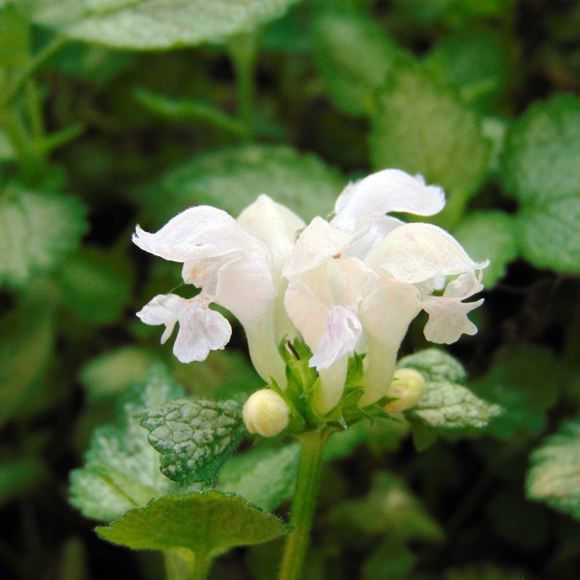 Lamium maculatum White Nancy - Spotted Deadnettle (Flowering)