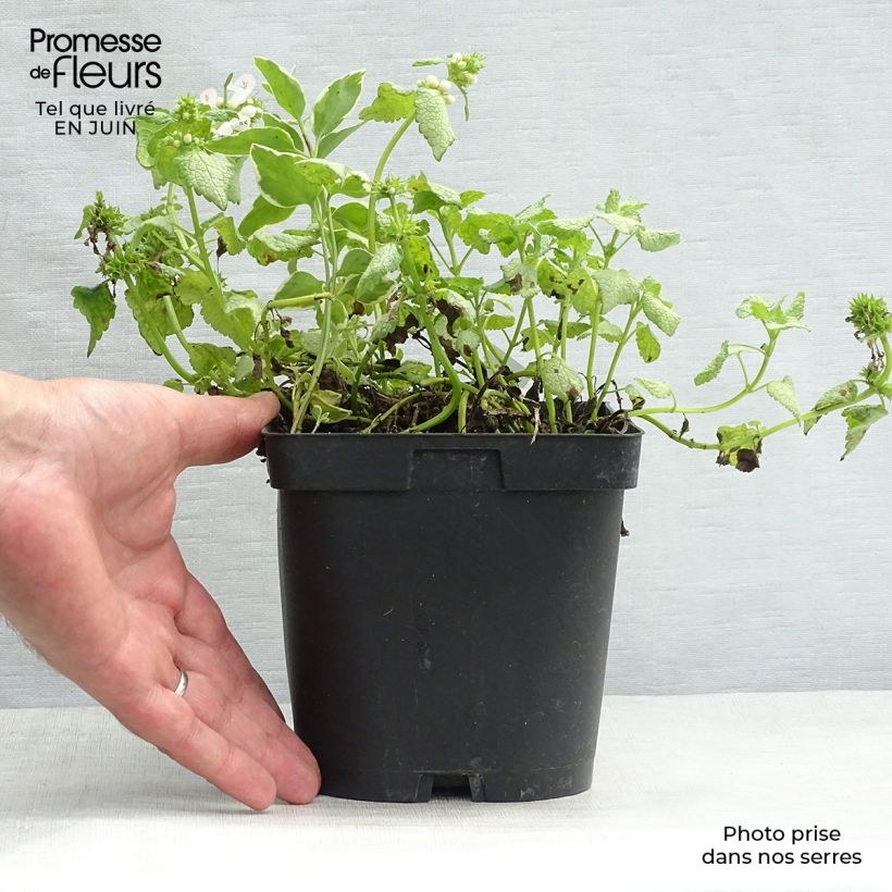 Lamium maculatum White Nancy - Spotted Deadnettle 2L/3L pot sample as delivered in summer