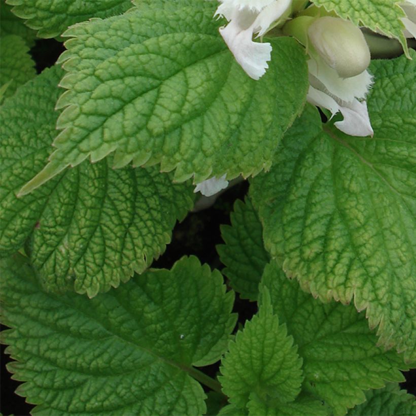 Lamium orvala Album (Foliage)