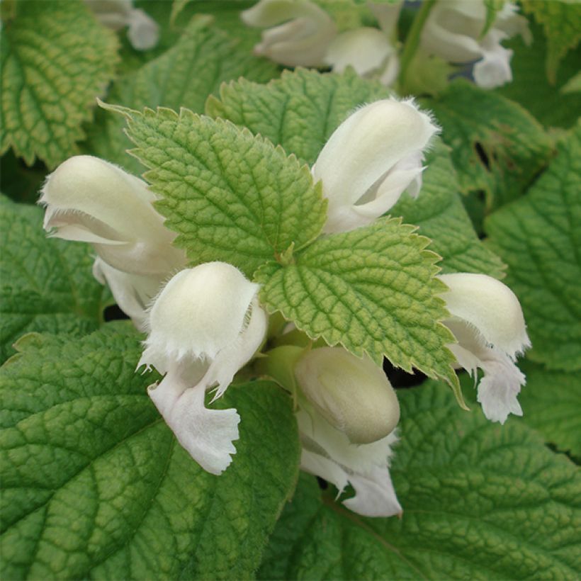 Lamium orvala Album (Flowering)