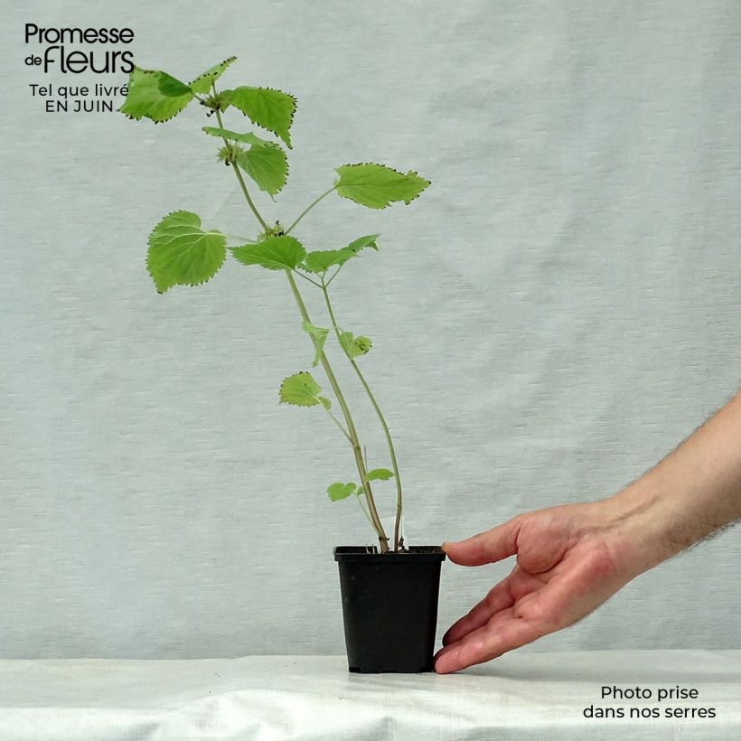 Lamium orvala 8/9 cm pot sample as delivered in summer