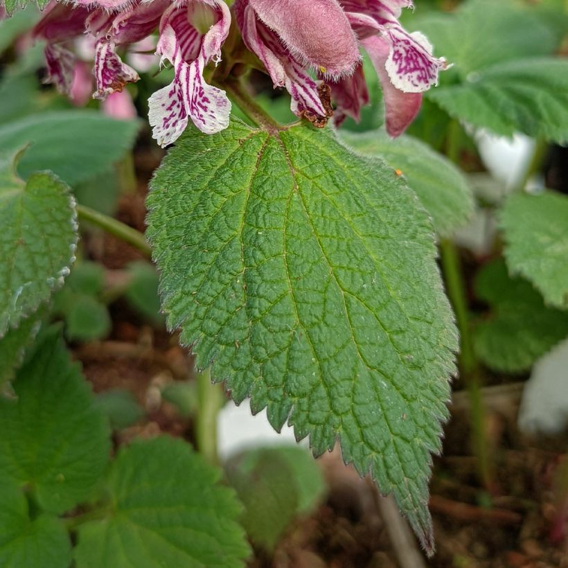 Lamium orvala (Foliage)