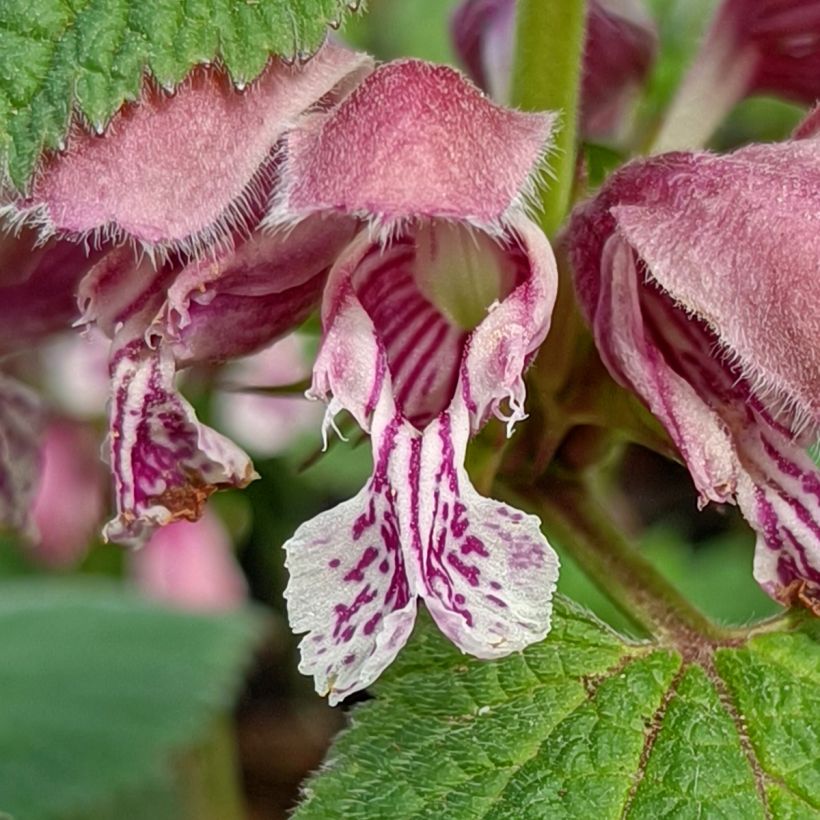 Lamium orvala (Flowering)