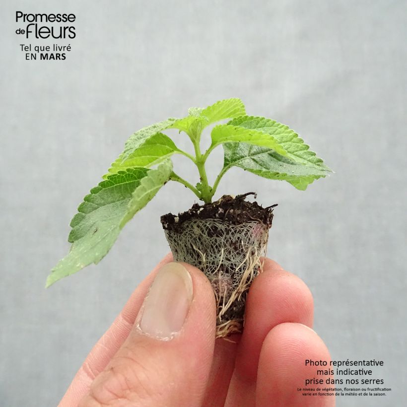 Lantana camara Bloomify Red - West Indian Lantana Plug plant 3/4cm sample as delivered in spring