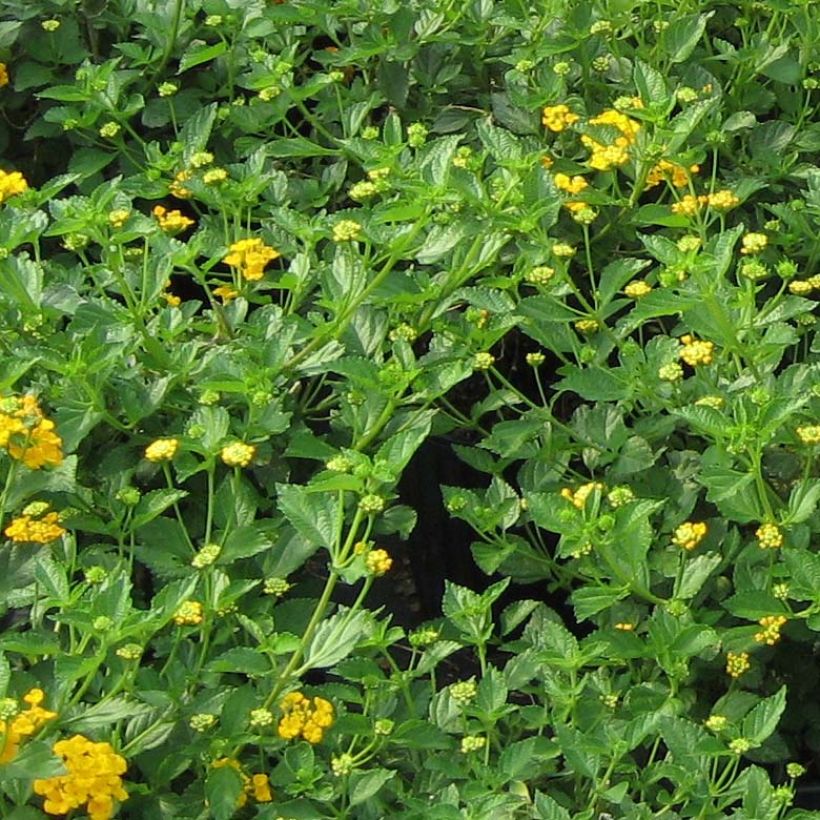 Lantana camara Chapel Hill Gold (Foliage)