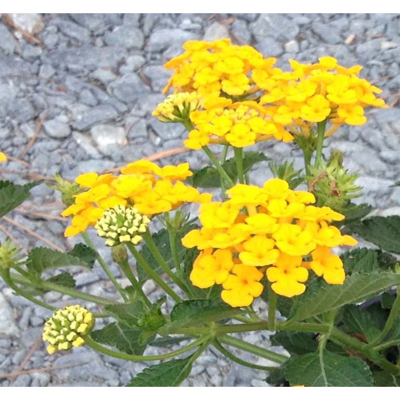 Lantana camara Chapel Hill Gold (Flowering)