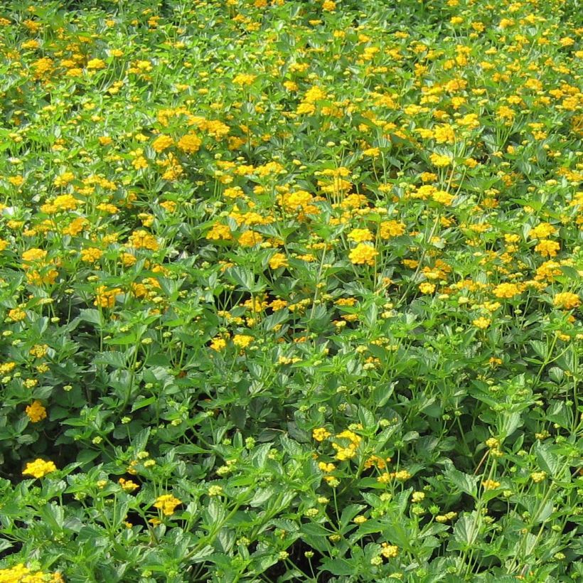 Lantana camara Chapel Hill Gold (Plant habit)