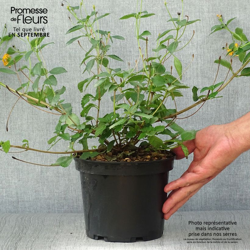Lantana camara Chapel Hill Gold 2L/3L pot sample as delivered in autumn