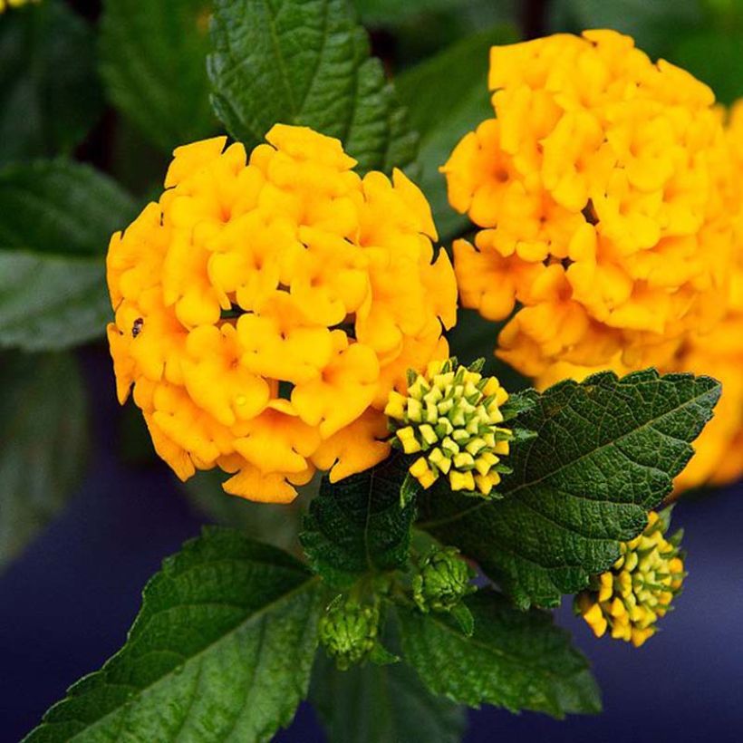 Lantana camara Chapel Hill Yellow (Flowering)