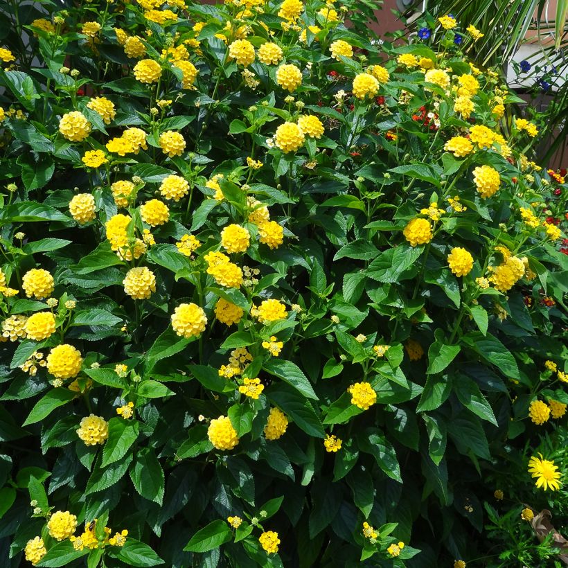 Lantana camara Chapel Hill Yellow (Plant habit)