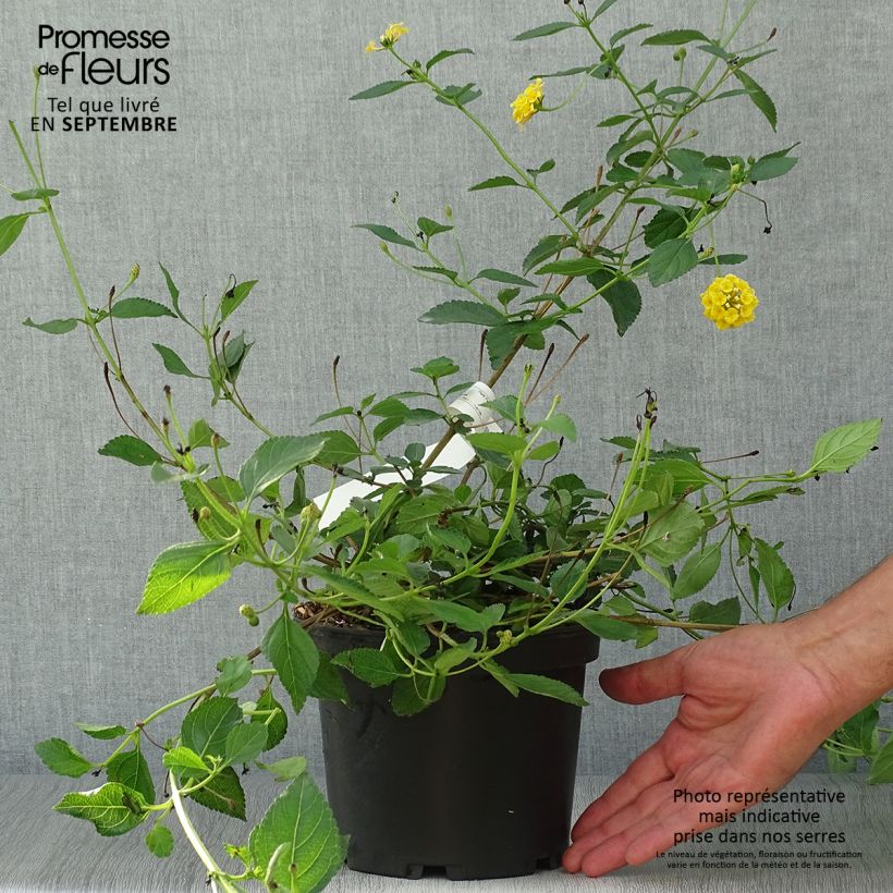 Lantana camara Chapel Hill Yellow 2L/3L pot sample as delivered in autumn