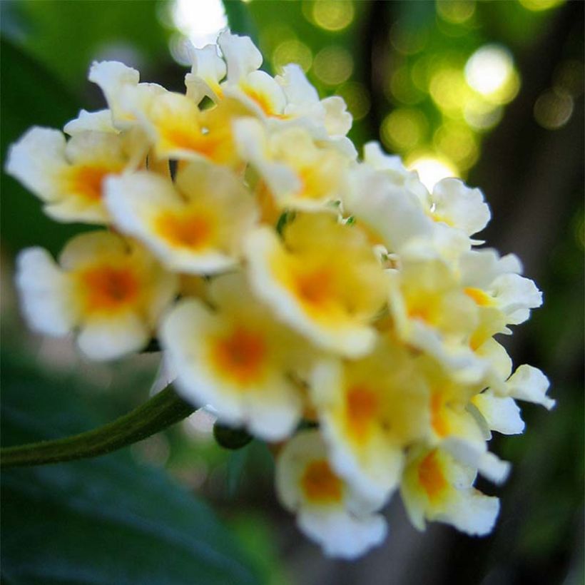 Lantana camara Chapel Sunny Side Up (Flowering)