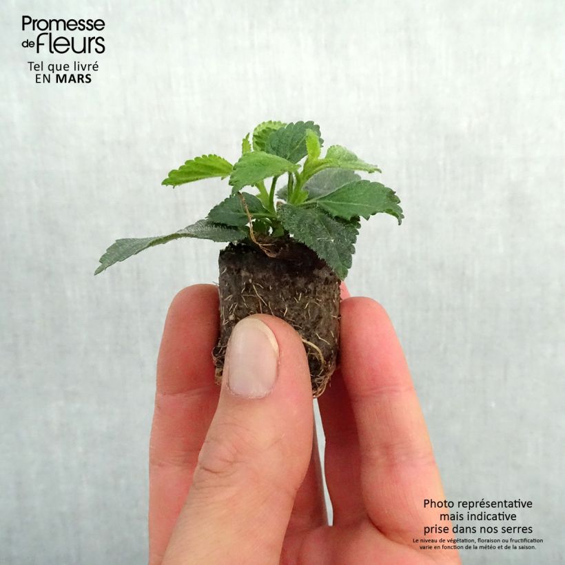 Lantana camara Evita Red imp. - West Indian Lantana Plug plant 3/4cm sample as delivered in spring