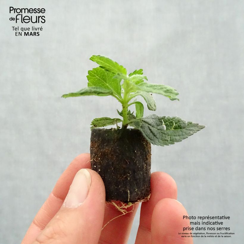 Lantana camara Evita Rose - West Indian Lantana Plug plant 3/4cm sample as delivered in spring