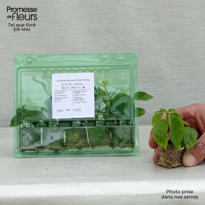 Lantana camara Evita White - West Indian Lantana Plug plant 3/4cm sample as delivered in spring