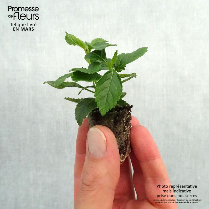 Lantana camara Evita Yellow - West Indian Lantana Plug plant 3/4cm sample as delivered in spring