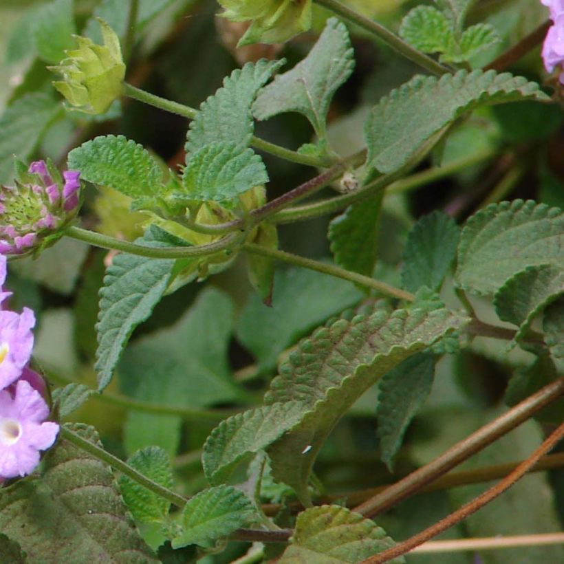 Lantana montevidensis Mauve (Foliage)