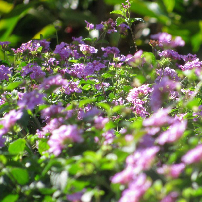 Lantana montevidensis Mauve (Flowering)