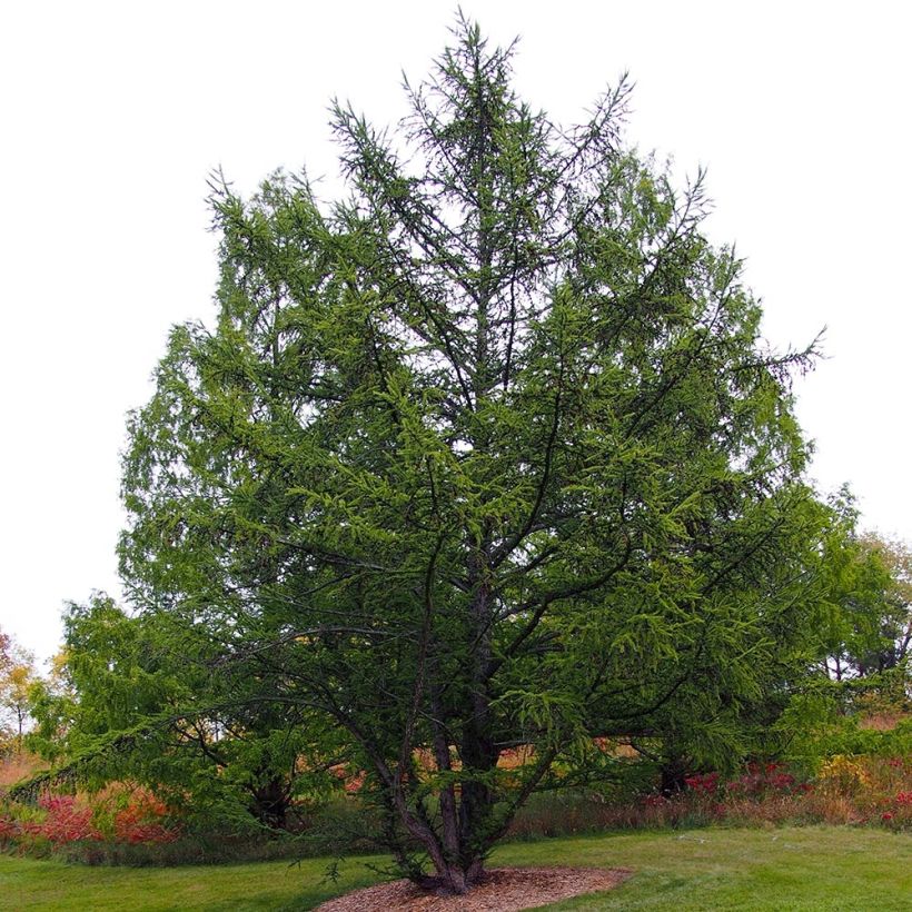 Larix decidua - Larch (Plant habit)