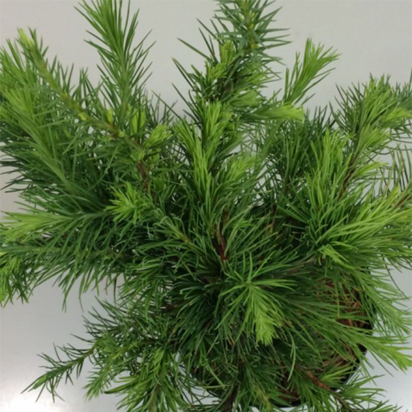 Larix decidua Little Bogle - Larch (Foliage)