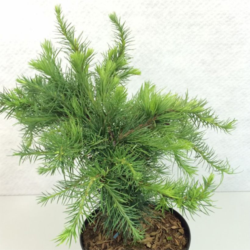 Larix decidua Little Bogle - Larch (Plant habit)