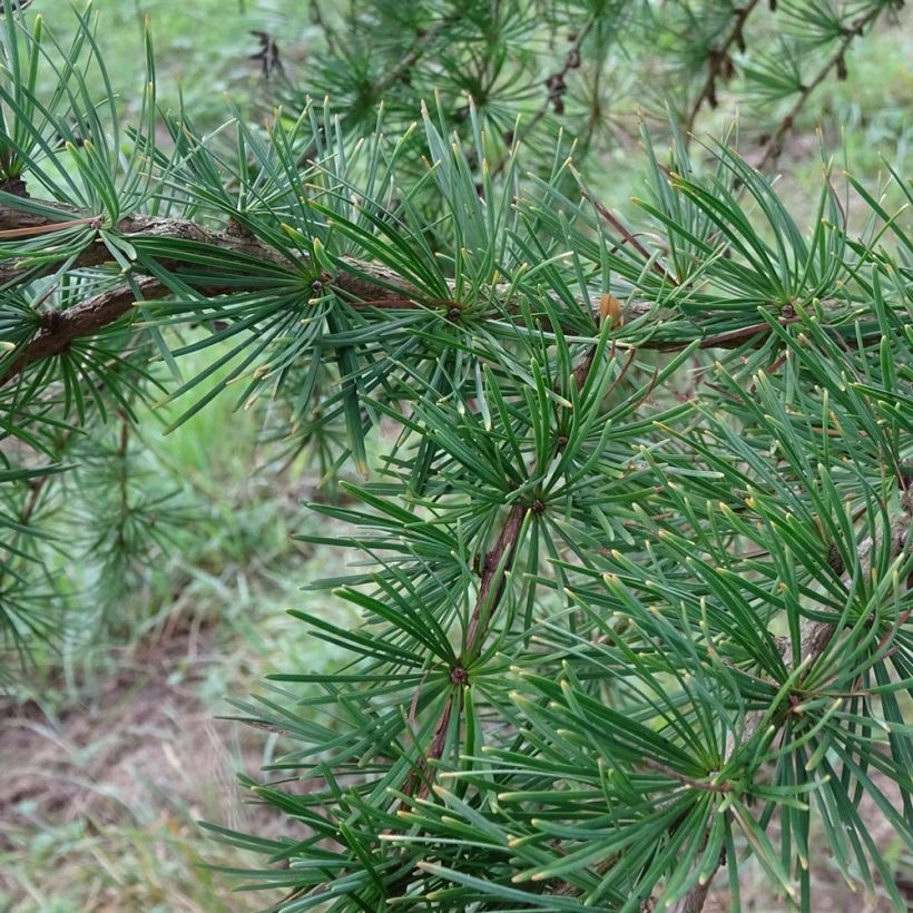 Larix kaempferi - Larch (Foliage)