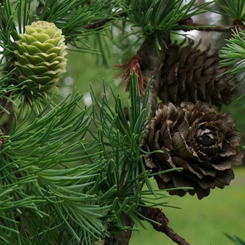 Larix kaempferi - Larch (Harvest)