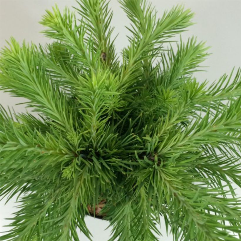 Larix kaempferi Grey Pearl - Larch (Foliage)